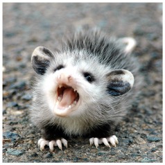 opossum too